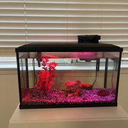 10 Gallon Fish Tank With Supplies
