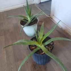 Large Aloe Vera Plants 