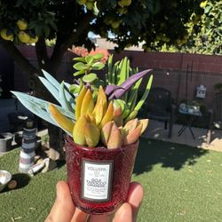 Cute Tiny Succulents 