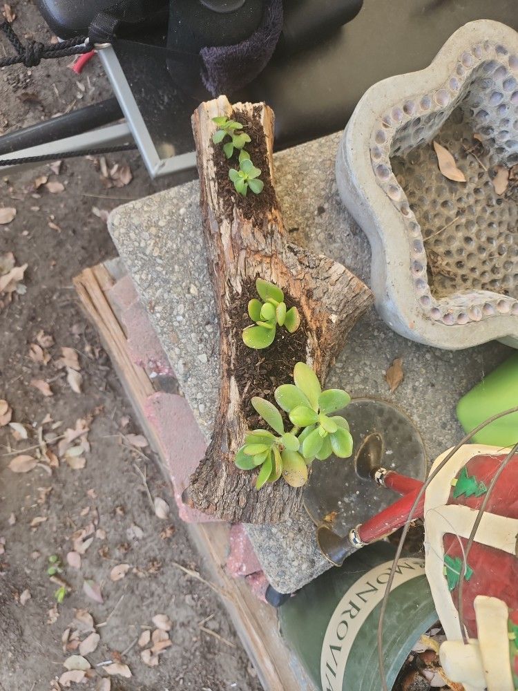 Driftwood Center Piece