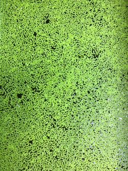 Duckweed for Sale. $6.00 Per Small Ziplock Bag.
