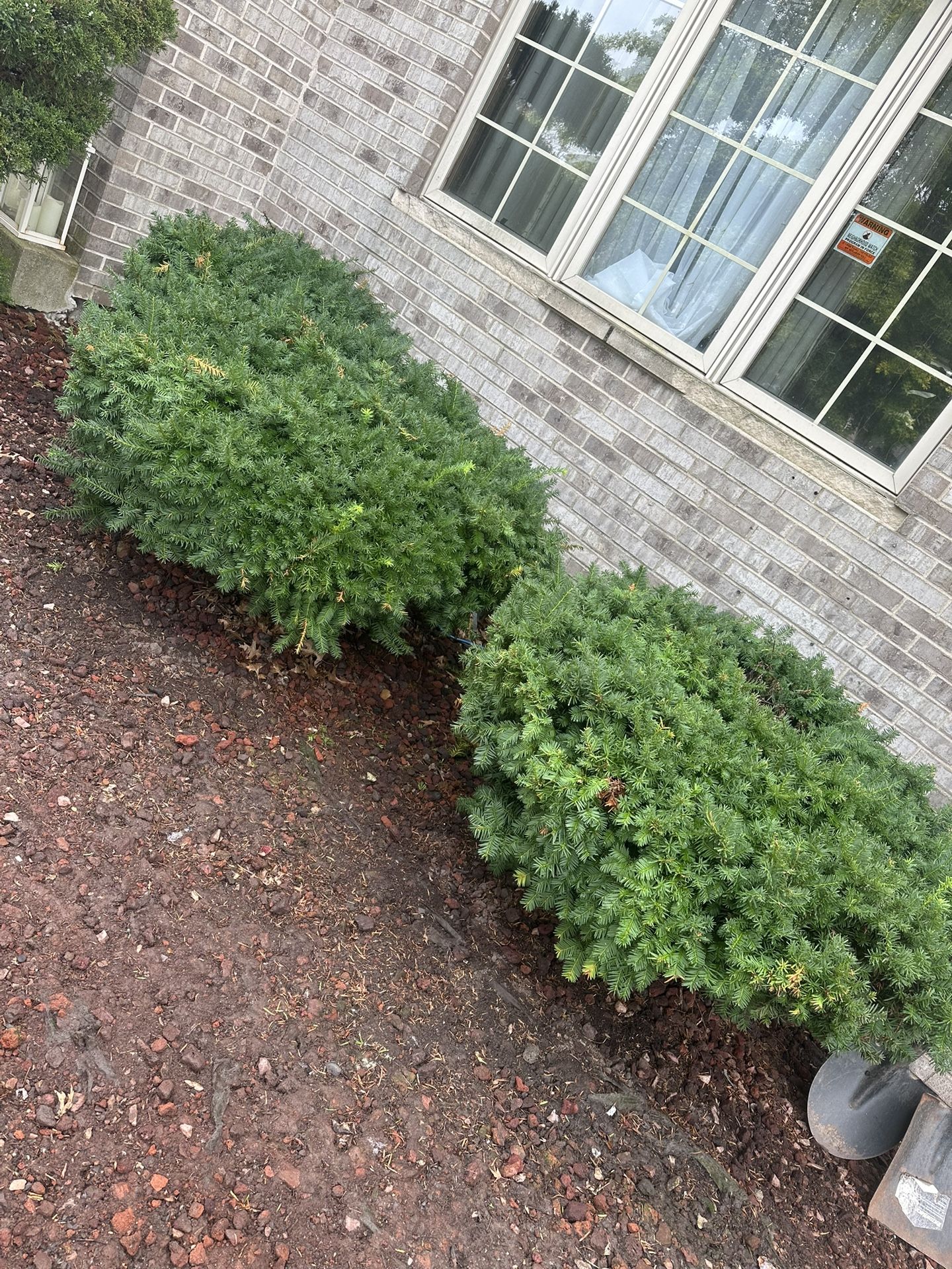 Two Bushes $100 For Both
