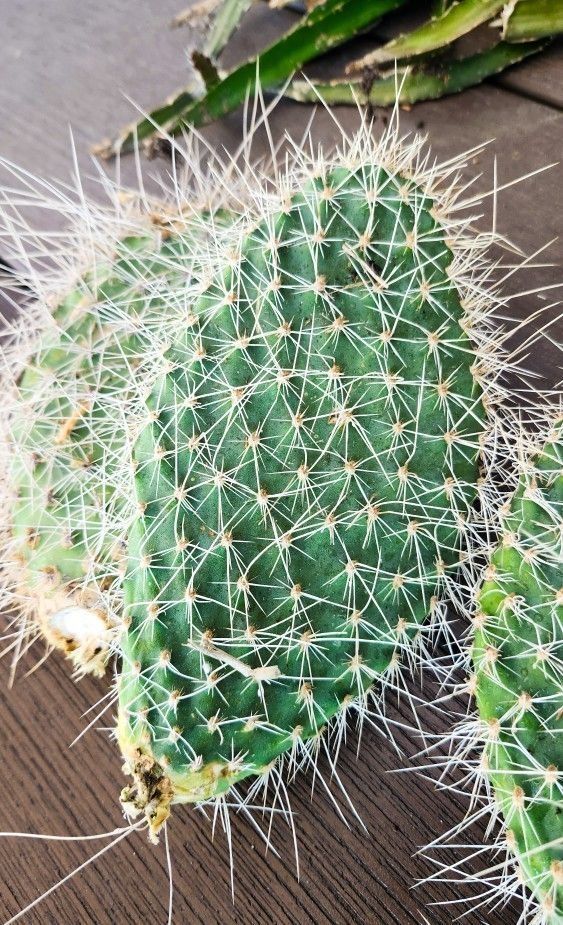 Opuntia Prickly Pear Cactus Cuttings 🌵✂️