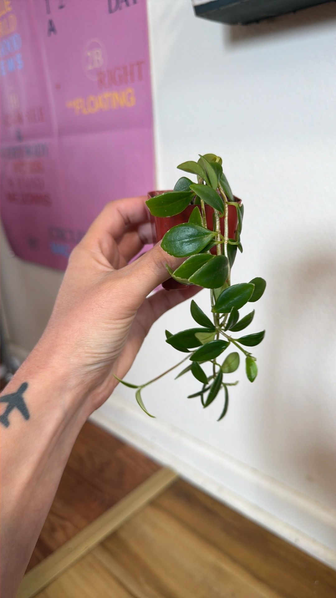 Goldfish plant