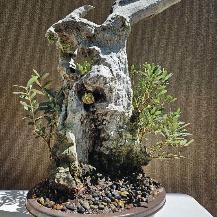 japanischer roter ahorn bonsai Bonsai-Anzuchtset Roter Ahorn – Japanischer Bonsai selbst gezogen Star –  Wurzelbox
