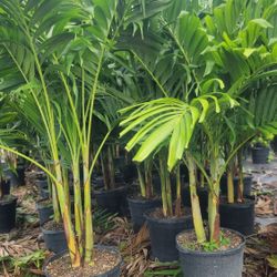 Spectacular Christmas Palms 6 Feet Tall!!! Adonidias Plants Fertilized!!