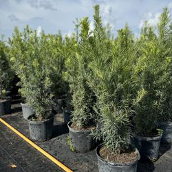 Podocarpus Plants 7 Gallon