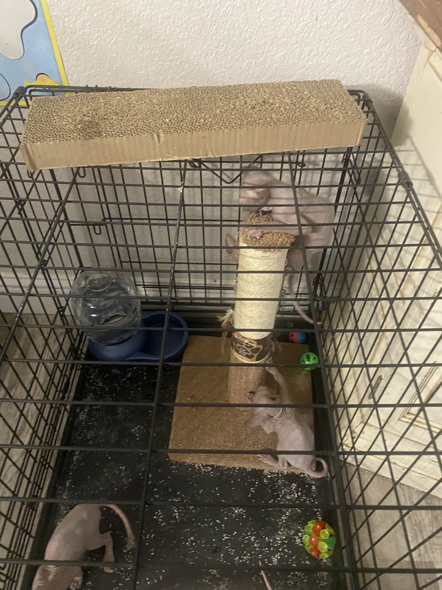 Pet Cage