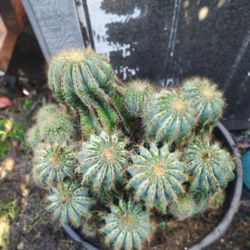 Blue Clump Cactus Plant