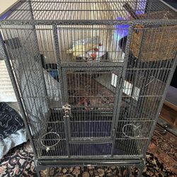 Bird Cage