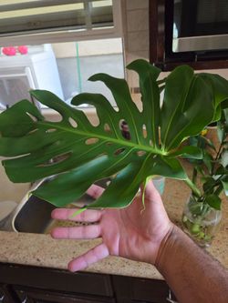 Monstera deliciosa 2- $20