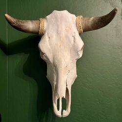 Taxidermy Cattle Skull With Rope Accents