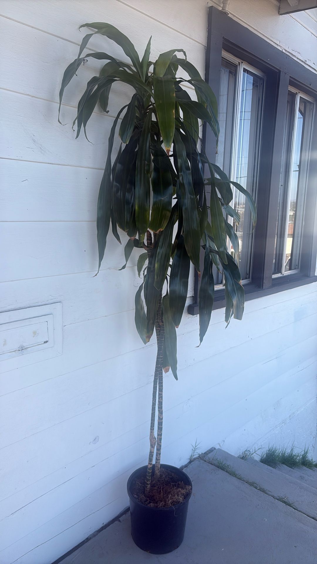 Indoor Plants