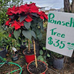 Poinsettias Tree