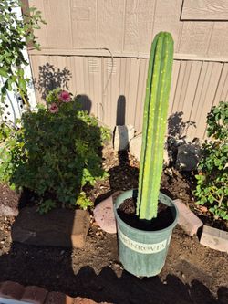 Cactus