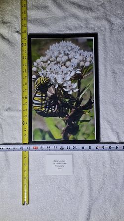 "The Tastiest Flower" Art