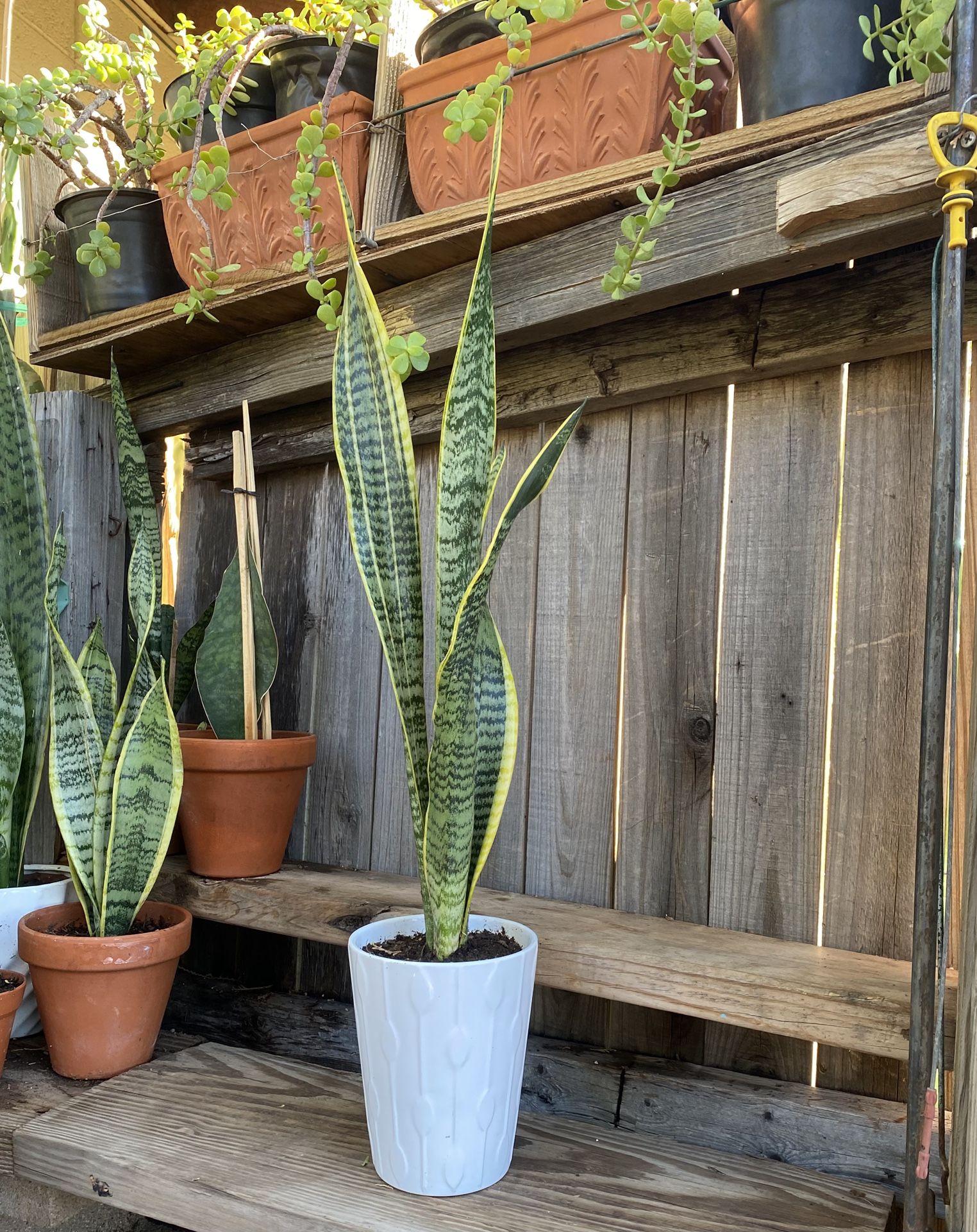 Indoor Mother-in-Law Or Snake Plant