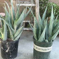 $6 Aloe vera plant