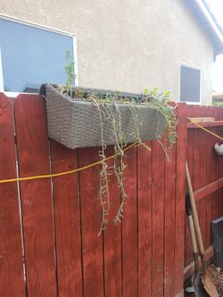 Planter with succulents