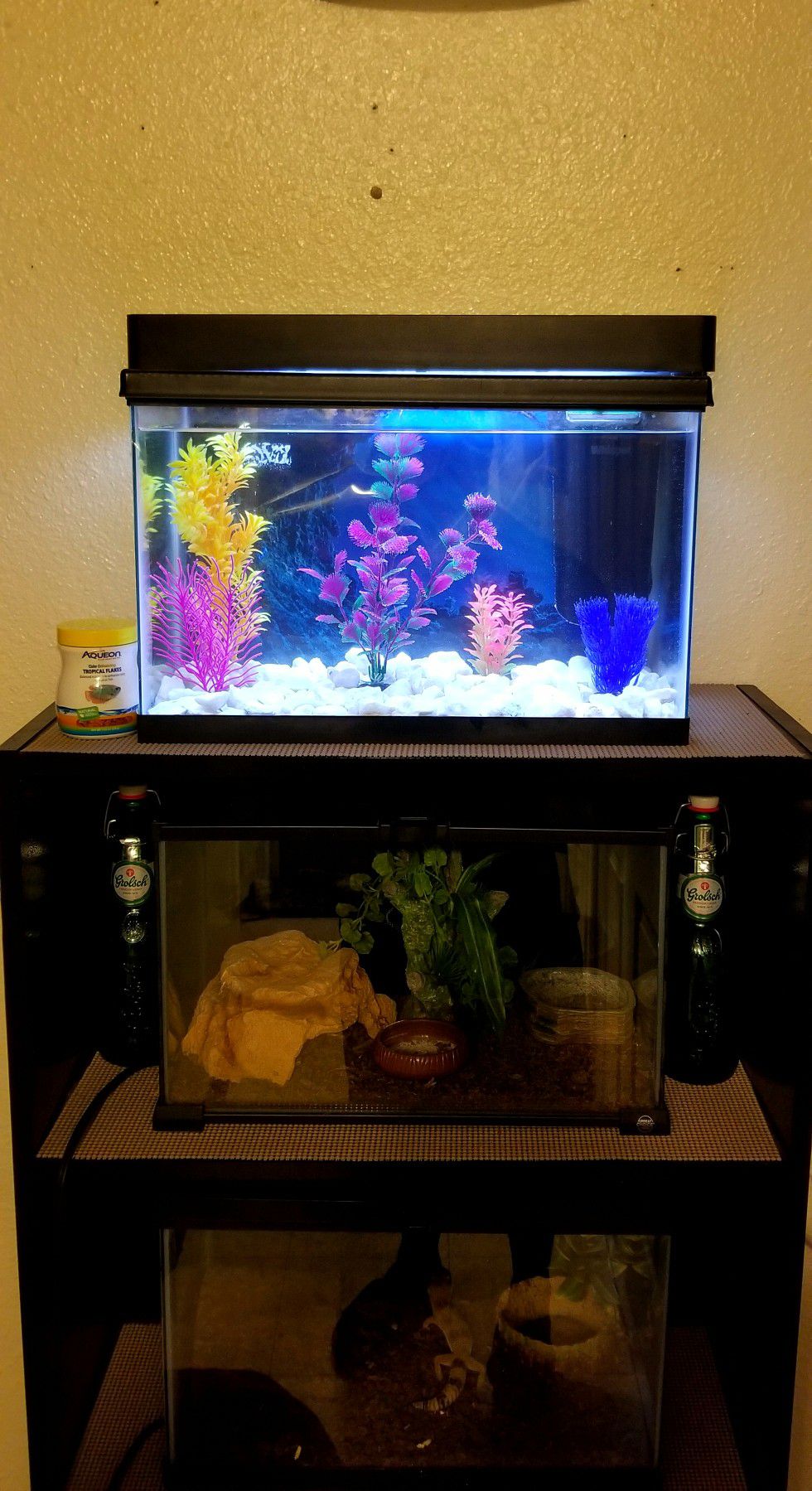 fish tank aquarium