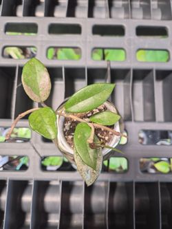 Hoya Wilbur Graves