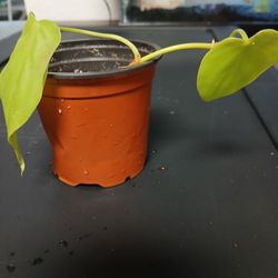Lemon Lime Philodendreon Plant
