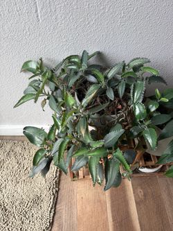Mother of Thousands Plant