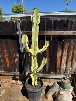 Cactus plant (Candelabra)