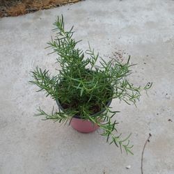 Rosemarry Plant 