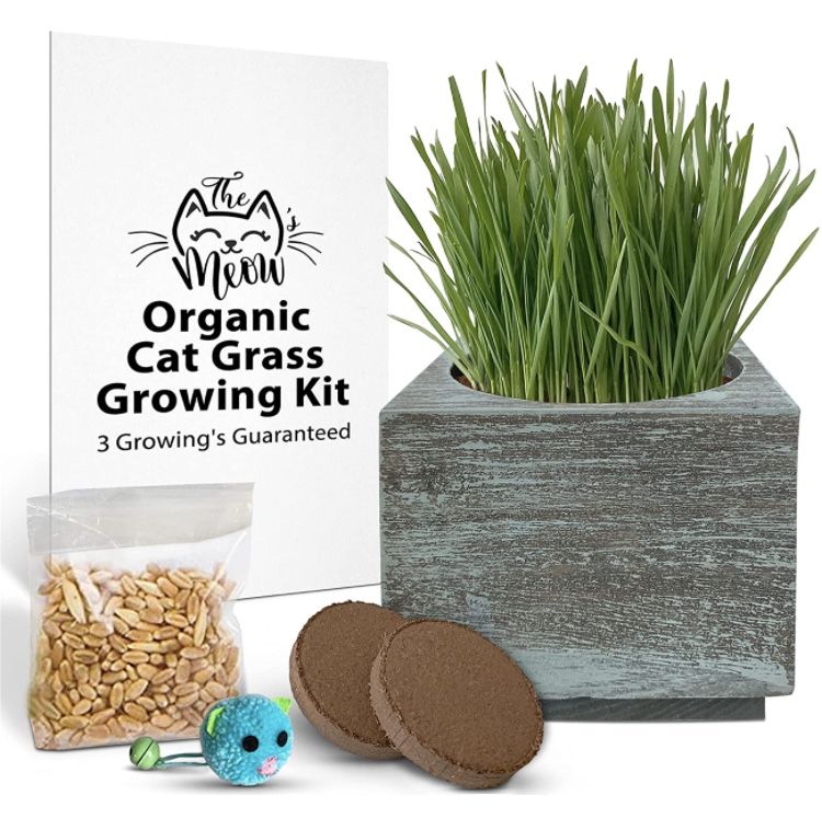 Complete Organic Cat Grass Seeds Kit 