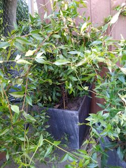 Planta enredadera de sombra