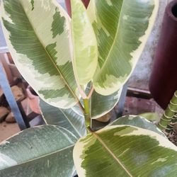 Variegated Rubber Tree Plant