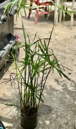 $7 Water/umbrella palm plant