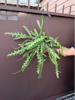 8” xxl fish bone cactus