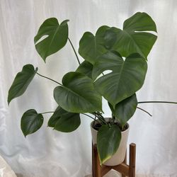 Monstera Deliciousa