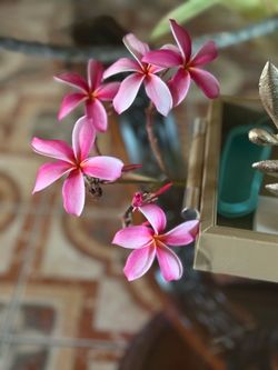 Plumeria Rosa
