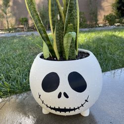 Nightmare Before Christmas Jake Skellington Planter With Snake Plant 