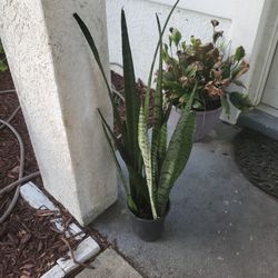 Snake Plant