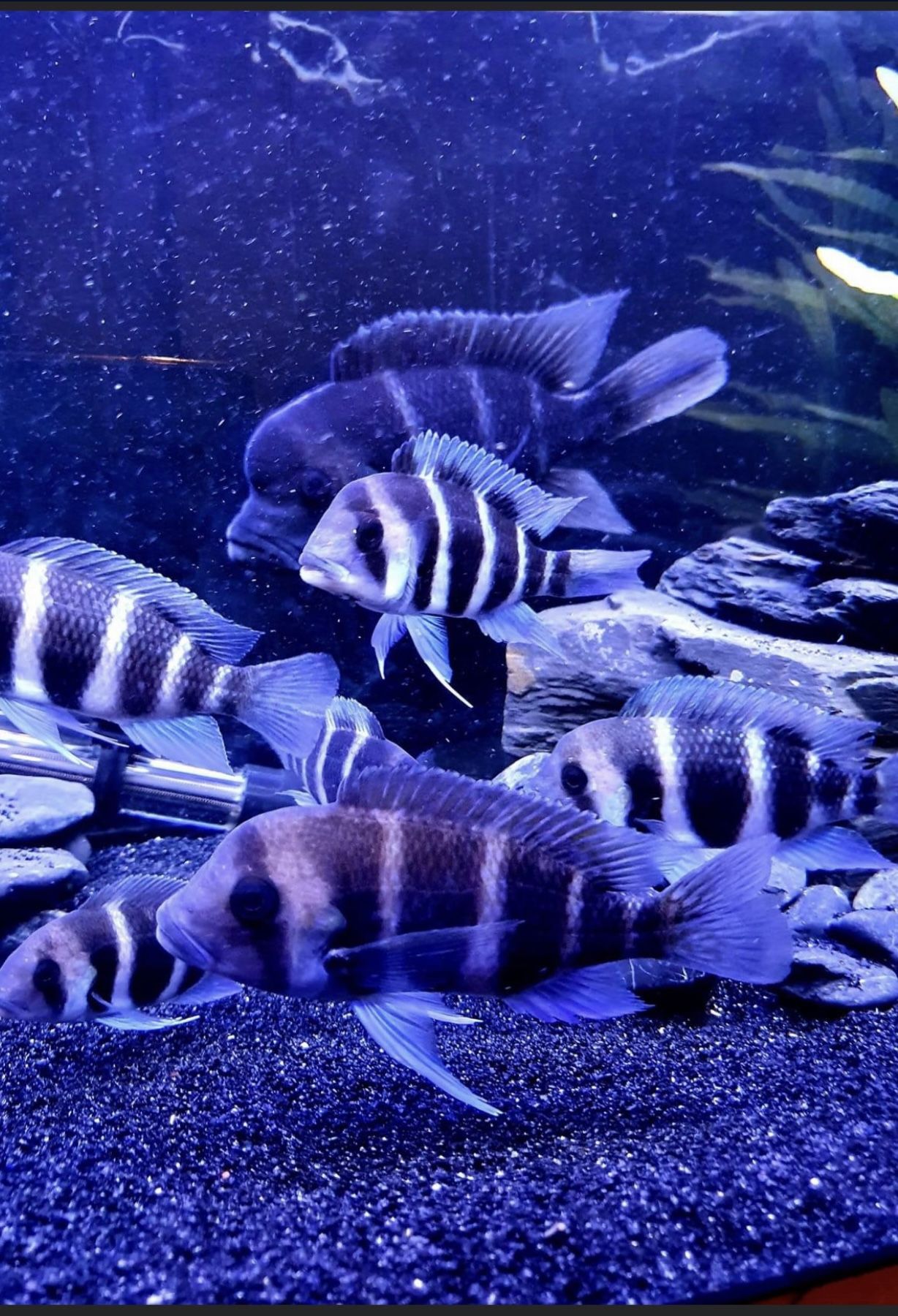 Fish Tank Decorations 