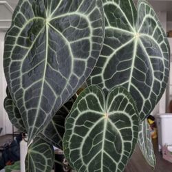 Anthurium Clarinervium First Pic When Mature 