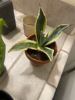 Aloe