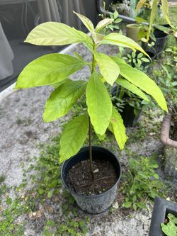 Abocado Tree 32 Inches High