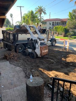Bobcat