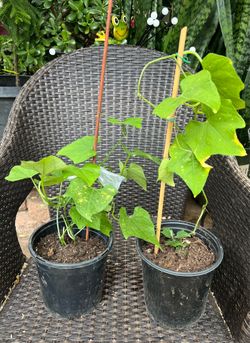 Chayote Plant