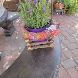 Beautiful Lavender Real Plant 