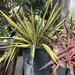 Color Guard Yucca Plant 