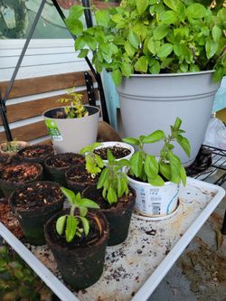 Tulsi Holy Basil Saplings