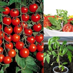 Super Sweet 100 Tomato Plants  Plantas De Tomate. 