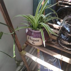 Plant For Sale 