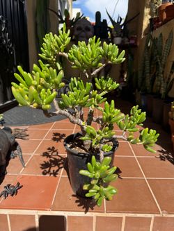 Gollum Jade Succulent Bonsai Plant